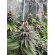 Citradellic Sunset - Ethos Genetics
