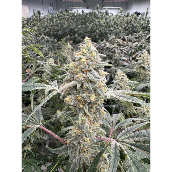 Citradellic Sunset - Ethos Genetics