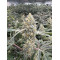 Citradellic Sunset - Ethos Genetics