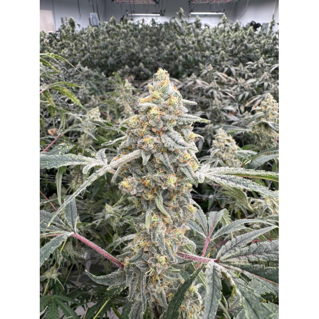 Citradellic Sunset - Ethos Genetics