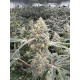 Citradellic Sunset - Ethos Genetics
