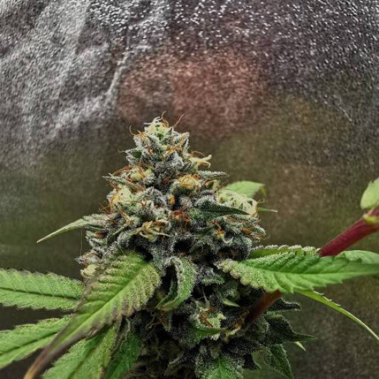 Grape Diamonds - Ethos Genetics