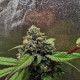 Grape Diamonds - Ethos Genetics
