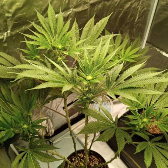Grape Diamonds - Ethos Genetics