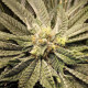 Grape Diamonds - Ethos Genetics