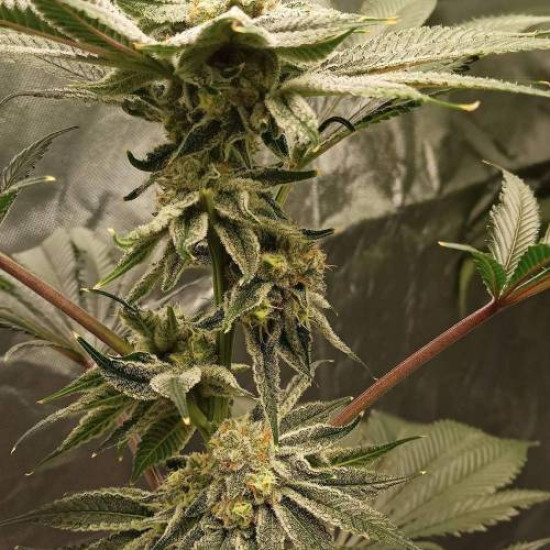 Grape Diamonds - Ethos Genetics