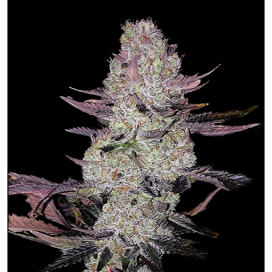 Grape Diamonds - Ethos Genetics