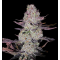 Grape Diamonds - Ethos Genetics