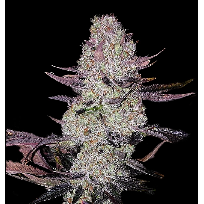 Grape Diamonds - Ethos Genetics