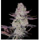 Grape Diamonds - Ethos Genetics