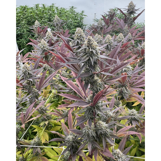 FX3 (Fire Flame Fuego) - Solfire Gardens