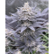 FX3 (Fire Flame Fuego) - Solfire Gardens