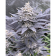 FX3 (Fire Flame Fuego) - Solfire Gardens