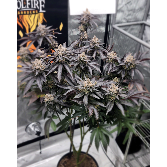 FX3 (Fire Flame Fuego) - Solfire Gardens