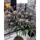 FX3 (Fire Flame Fuego) - Solfire Gardens