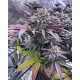 FX3 (Fire Flame Fuego) - Solfire Gardens