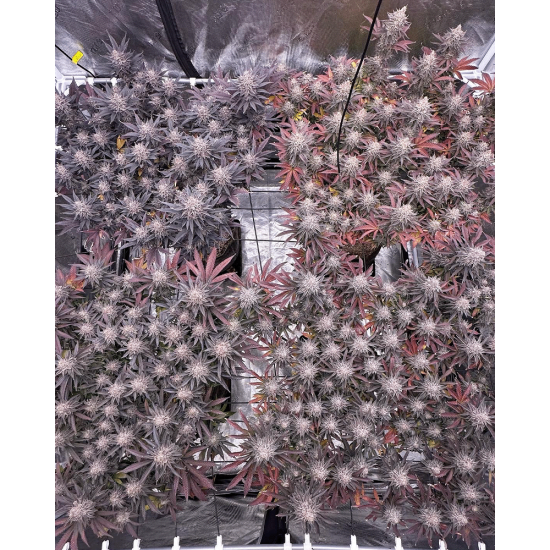 FX3 (Fire Flame Fuego) - Solfire Gardens