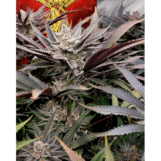 FX3 (Fire Flame Fuego) - Solfire Gardens