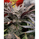 FX3 (Fire Flame Fuego) - Solfire Gardens