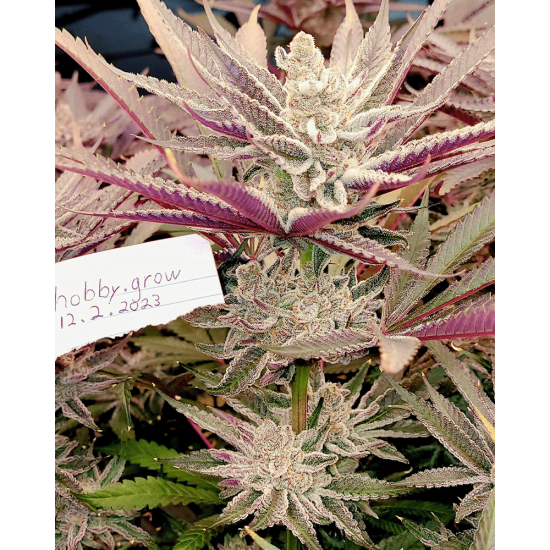 FX3 (Fire Flame Fuego) - Solfire Gardens