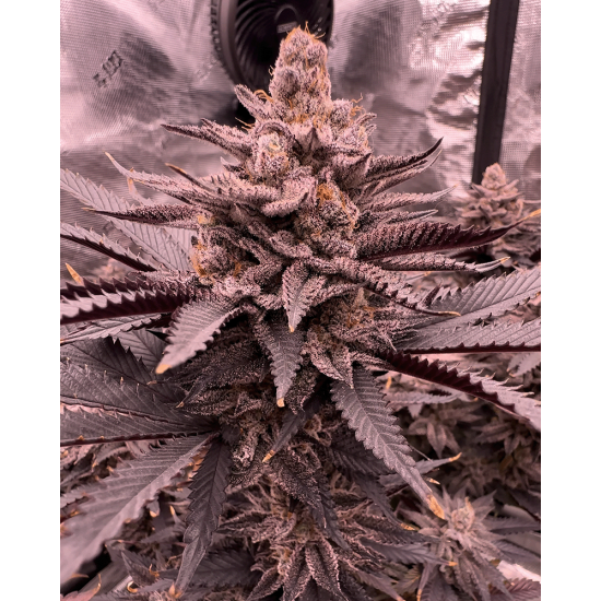 FX3 (Fire Flame Fuego) - Solfire Gardens
