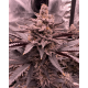 FX3 (Fire Flame Fuego) - Solfire Gardens