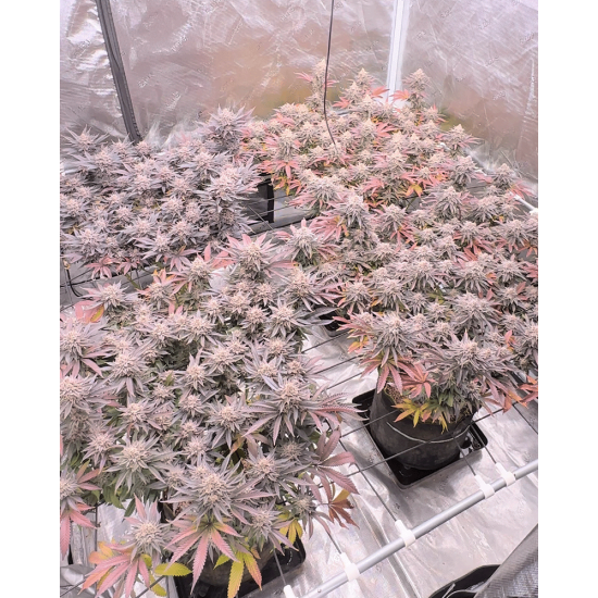 FX3 (Fire Flame Fuego) - Solfire Gardens