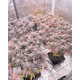 FX3 (Fire Flame Fuego) - Solfire Gardens