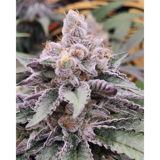 FX3 (Fire Flame Fuego) - Solfire Gardens
