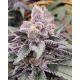 FX3 (Fire Flame Fuego) - Solfire Gardens