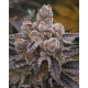 FX3 (Fire Flame Fuego) - Solfire Gardens