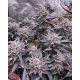 FX3 (Fire Flame Fuego) - Solfire Gardens