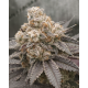 FX3 (Fire Flame Fuego) - Solfire Gardens