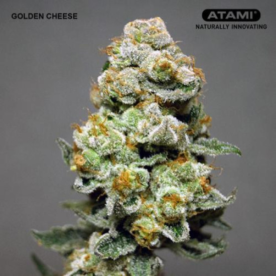 Golden Cheese - Farmacy Seeds