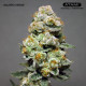 Golden Cheese - Farmacy Seeds