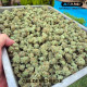 Golden Cheese - Farmacy Seeds