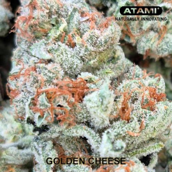 Golden Cheese - Farmacy Seeds