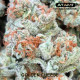 Golden Cheese - Farmacy Seeds