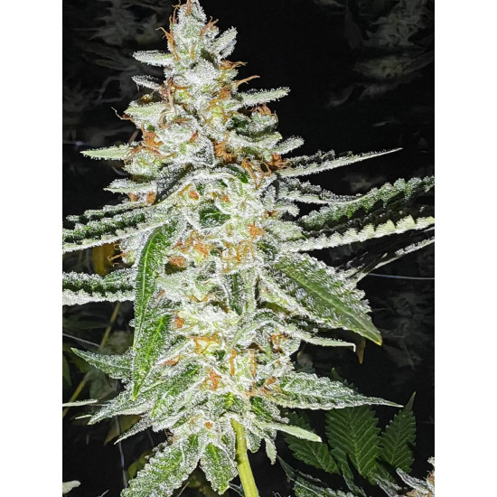 Golden Cheese - Farmacy Seeds