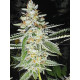 Golden Cheese - Farmacy Seeds