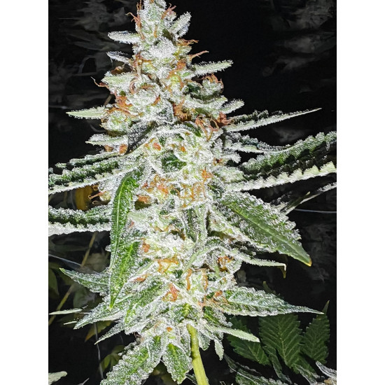 Golden Cheese - Farmacy Seeds