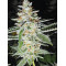 Golden Cheese - Farmacy Seeds