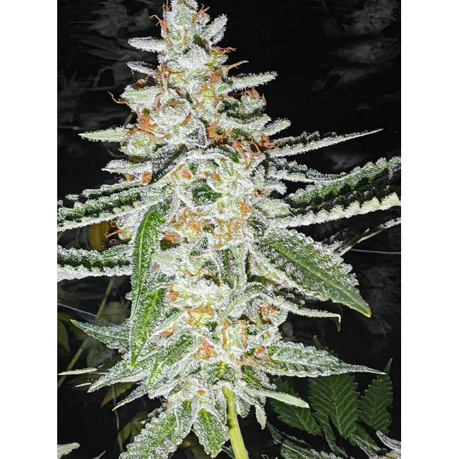 Golden Cheese - Farmacy Seeds