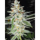 Golden Cheese - Farmacy Seeds