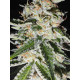 Golden Cheese - Farmacy Seeds