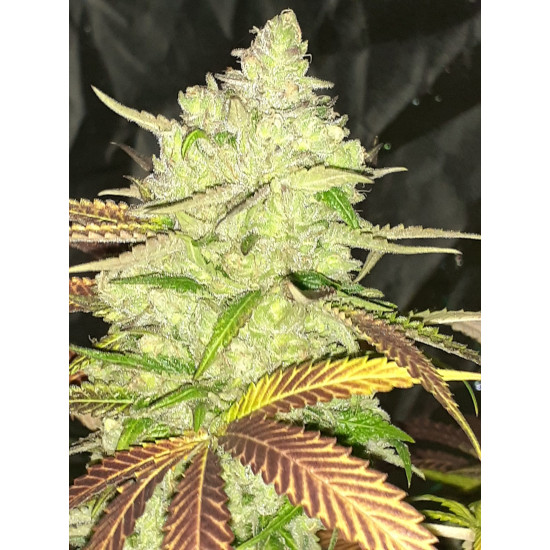 Hell on Wheels - Jinxproof Genetics