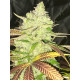Hell on Wheels - Jinxproof Genetics