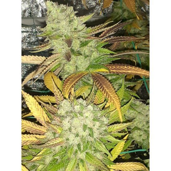 Hell on Wheels - Jinxproof Genetics