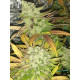 Hell on Wheels - Jinxproof Genetics