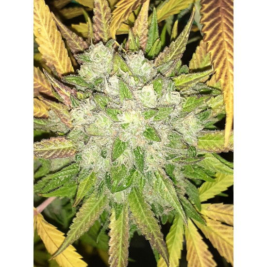 Hell on Wheels - Jinxproof Genetics